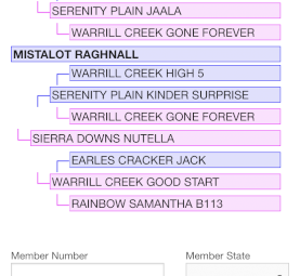 Young Square Meater Bull