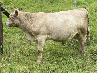 Young Square Meater Bull
