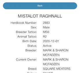 Young Square Meater Bull