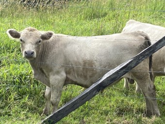 Young Square Meater Bull