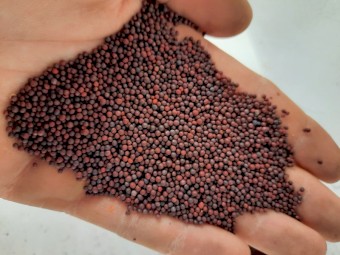 New season STINGRAY canola seed