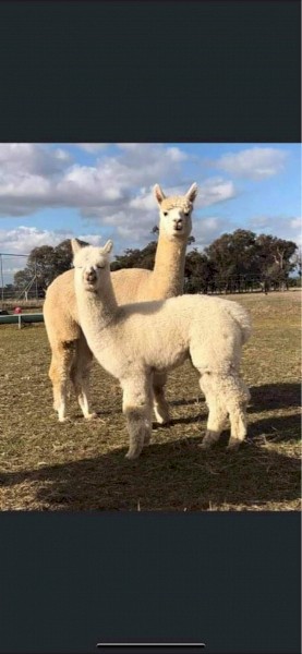 2 Show Quality Female Alpacas