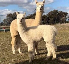 2 Show Quality Female Alpacas