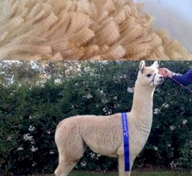 2 Show Quality Female Alpacas