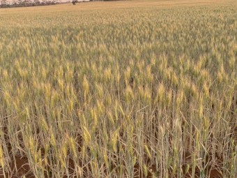 Organic Scepter Wheat