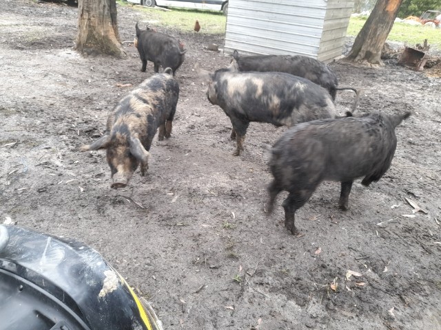 Pigs 