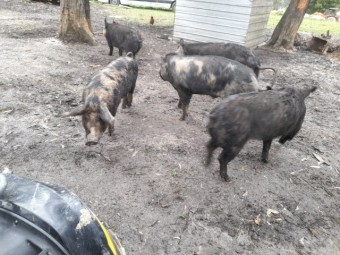 Pigs 