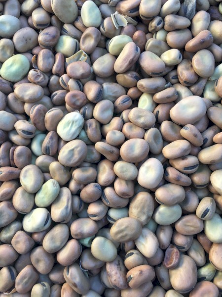 Faba Beans Warda 
