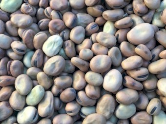 Faba Beans Warda 