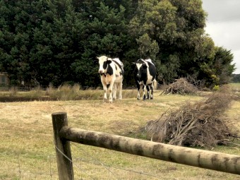 Two Friesian Steers approx 20 months old healthy and well fed