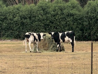 Two Friesian Steers approx 20 months old healthy and well fed
