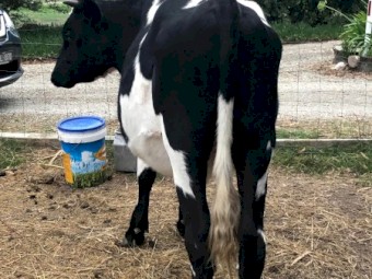 Two Friesian Steers approx 20 months old healthy and well fed