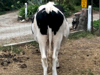 Two Friesian Steers approx 20 months old healthy and well fed