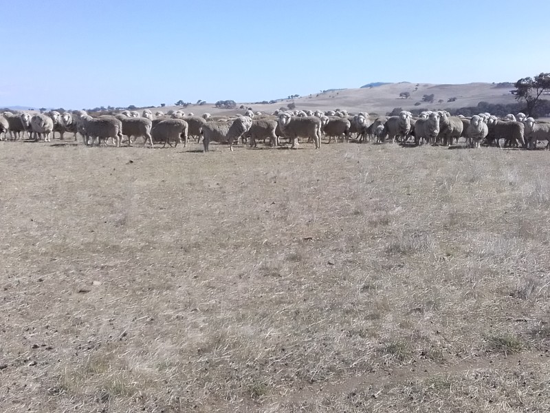 200 Merino ewes 4.5yrs. Classed in breeders.