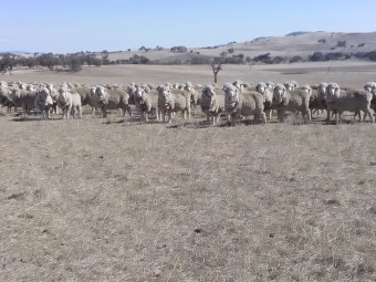 200 Merino ewes 4.5yrs. Classed in breeders.