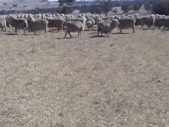 200 Merino ewes 4.5yrs. Classed in breeders.