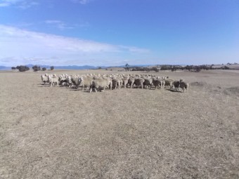 200 Merino ewes 4.5yrs. Classed in breeders.