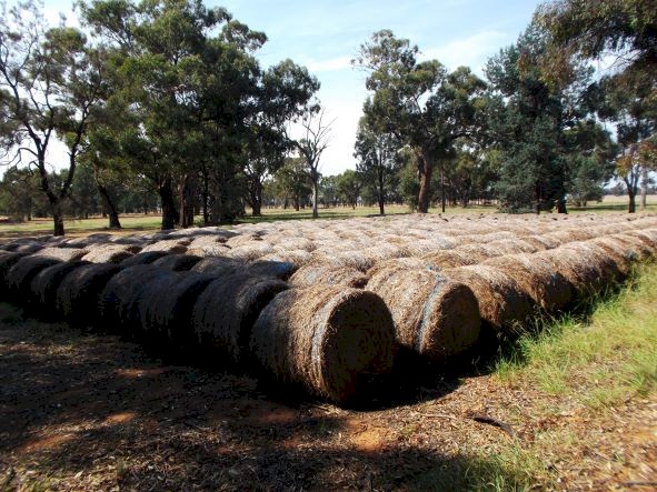 Barley / Rye Grass Hay 