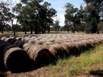 Barley / Rye Grass Hay 