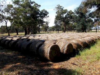 Barley / Rye Grass Hay 