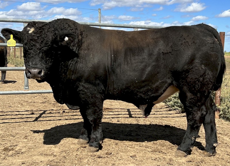 Killara Rise Simmental Bulls