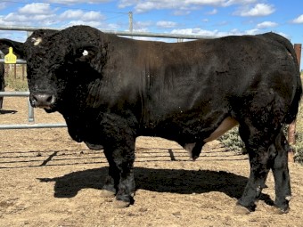 Killara Rise Simmental Bulls