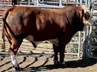 Killara Rise Simmental Bulls