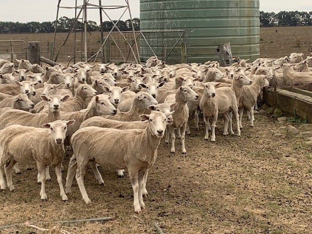 150 * 1.5yr old Joined Highlander Ewes