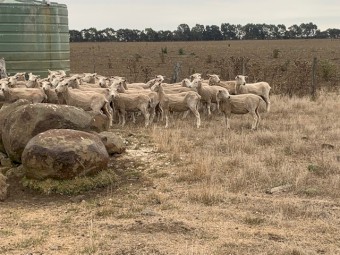 150 * 1.5yr old Joined Highlander Ewes