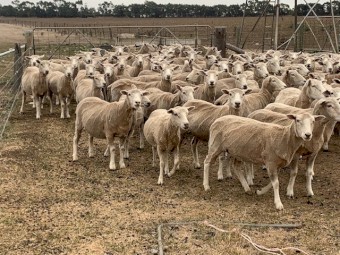 150 * 1.5yr old Joined Highlander Ewes