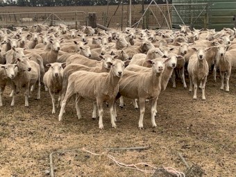 150 * 1.5yr old Joined Highlander Ewes