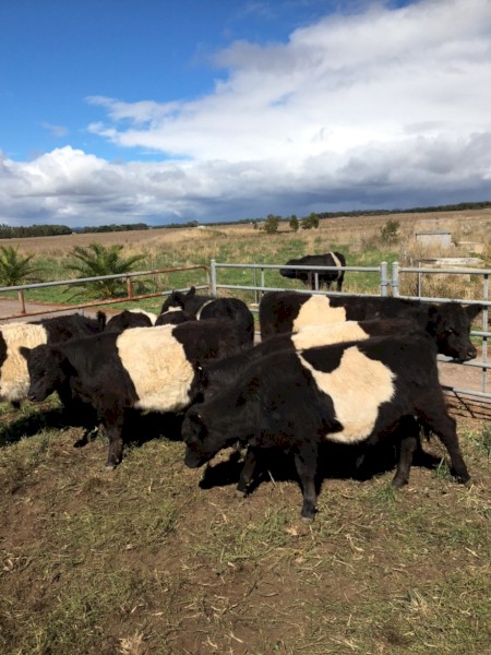 Belted Galloways