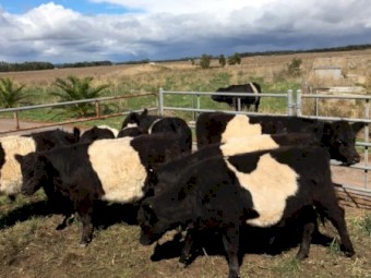 Belted Galloways