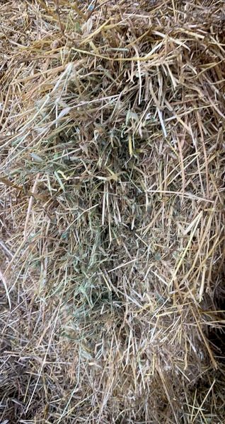 Lucerne and ryegrass 