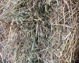 Lucerne and ryegrass 