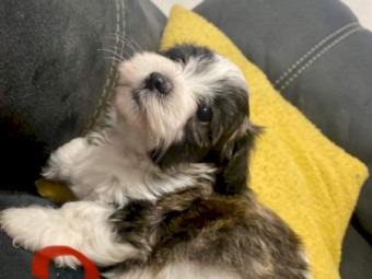 Maltese shih tzu