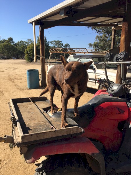 2014 Red Kelpie