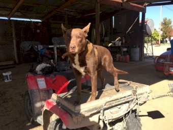 2014 Red Kelpie