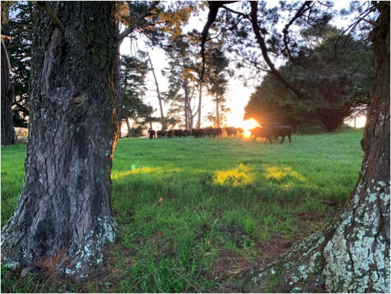 Wanted 100 to 1500 acres in Gippsland