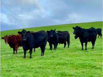 Wanted 100 to 1500 acres in Gippsland