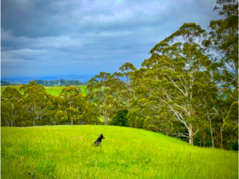 Wanted 100 to 1500 acres in Gippsland
