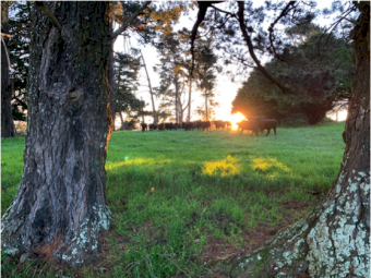 Wanted 100 to 1500 acres in Gippsland