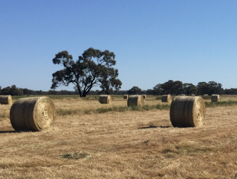 Clover and rye hay 