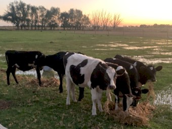 Friesian Cross x Beef & Pure Friesian Calves 