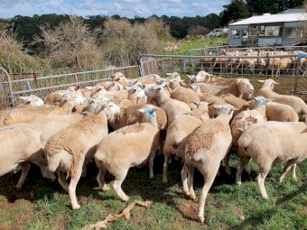 Australian White ewes