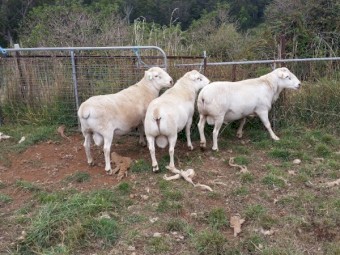 Australian White Rams