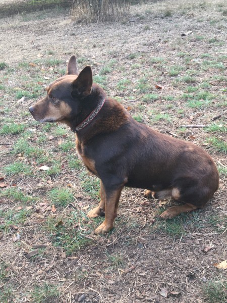 Retired red male kelpie