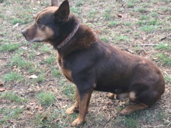Retired red male kelpie