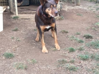 Retired red male kelpie