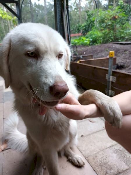 Female Maremma 8 months old